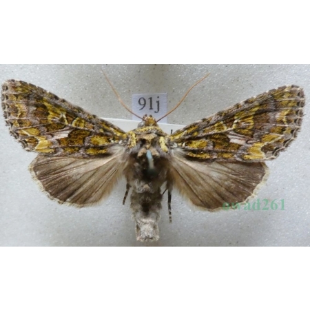 Trachea atriplicis (Linnaeus, 1758) male Agatówka łobodnica Czech91j